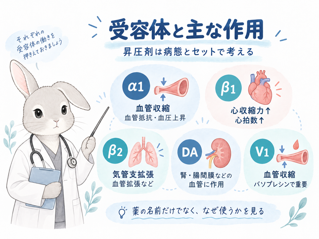 血管・心臓・気管支などの簡単なイラストと作用で整理する図